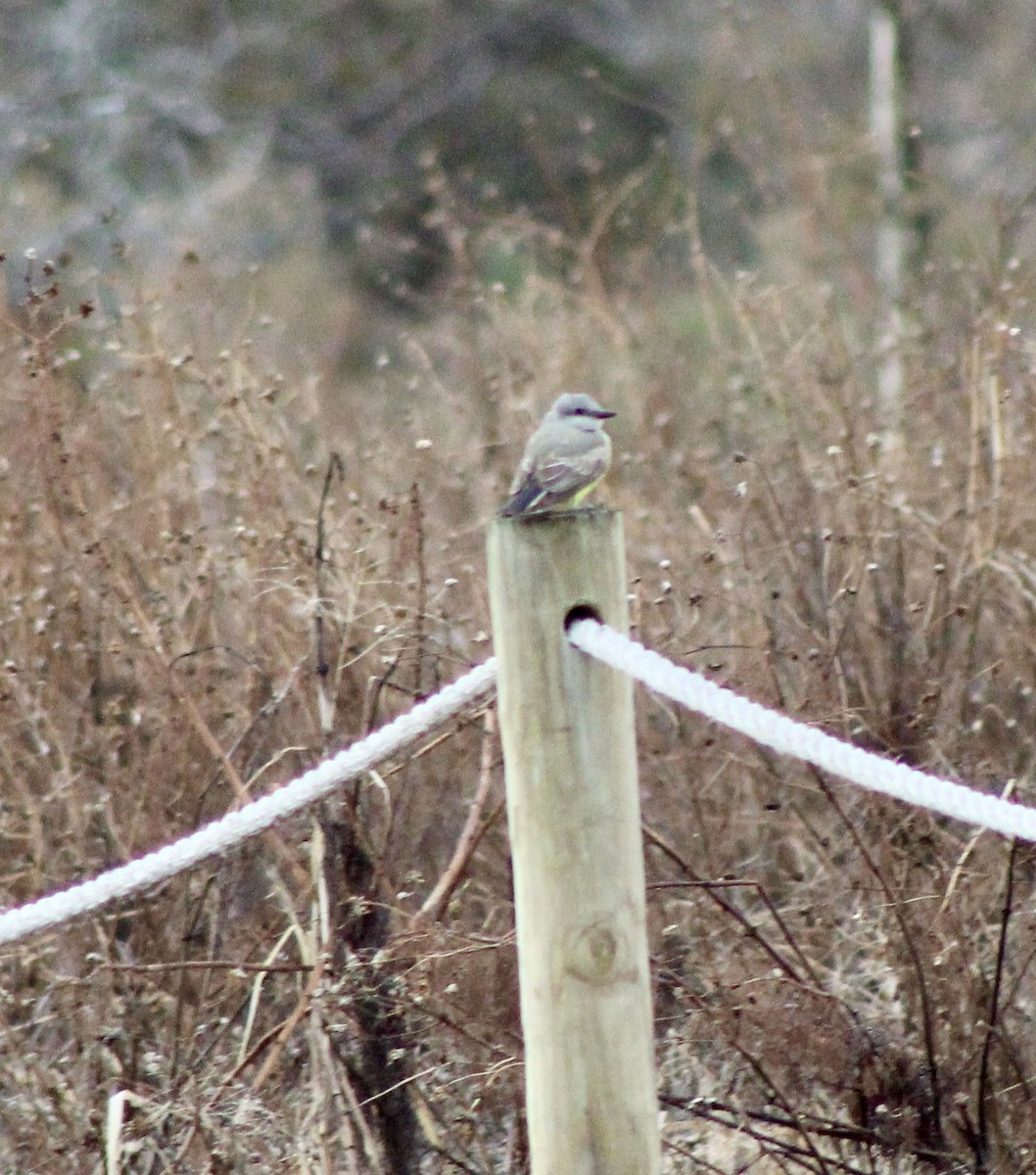 Western Kingbird - ML647791136