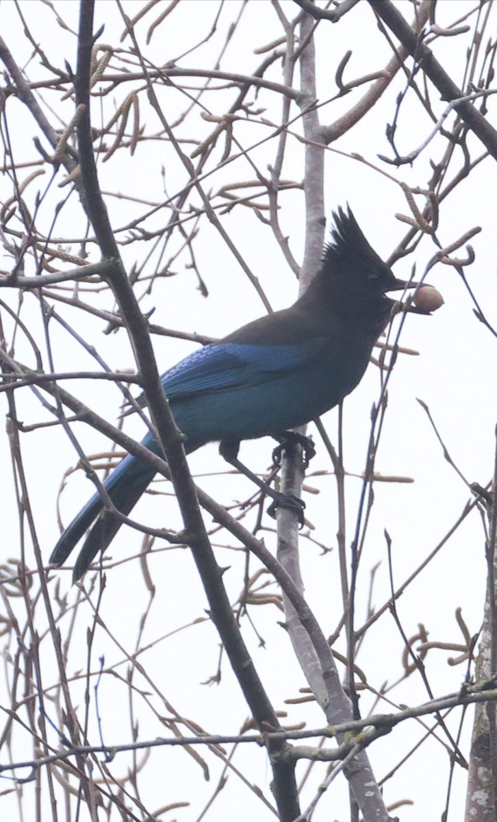 Steller's Jay - ML647791138