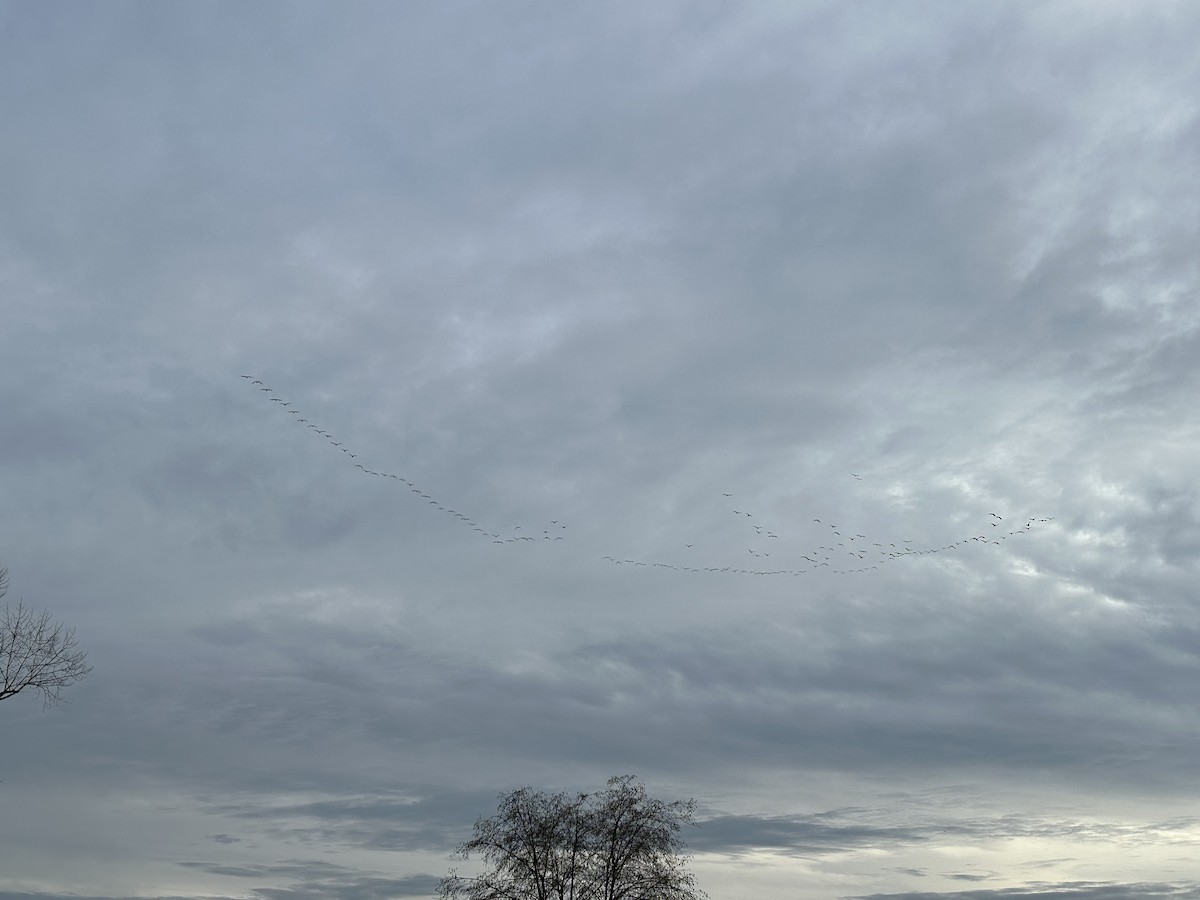 Barnacla Canadiense Chica - ML647791140