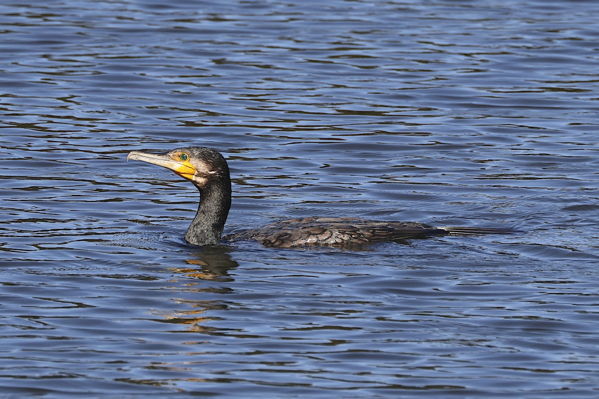 kormorán velký - ML647791142