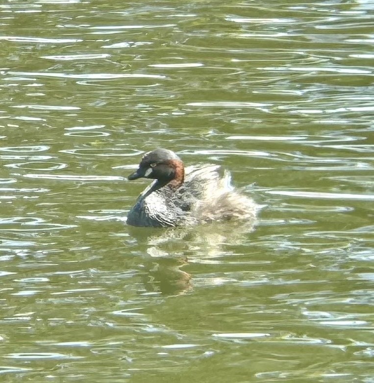 Australasian Grebe - ML647791146