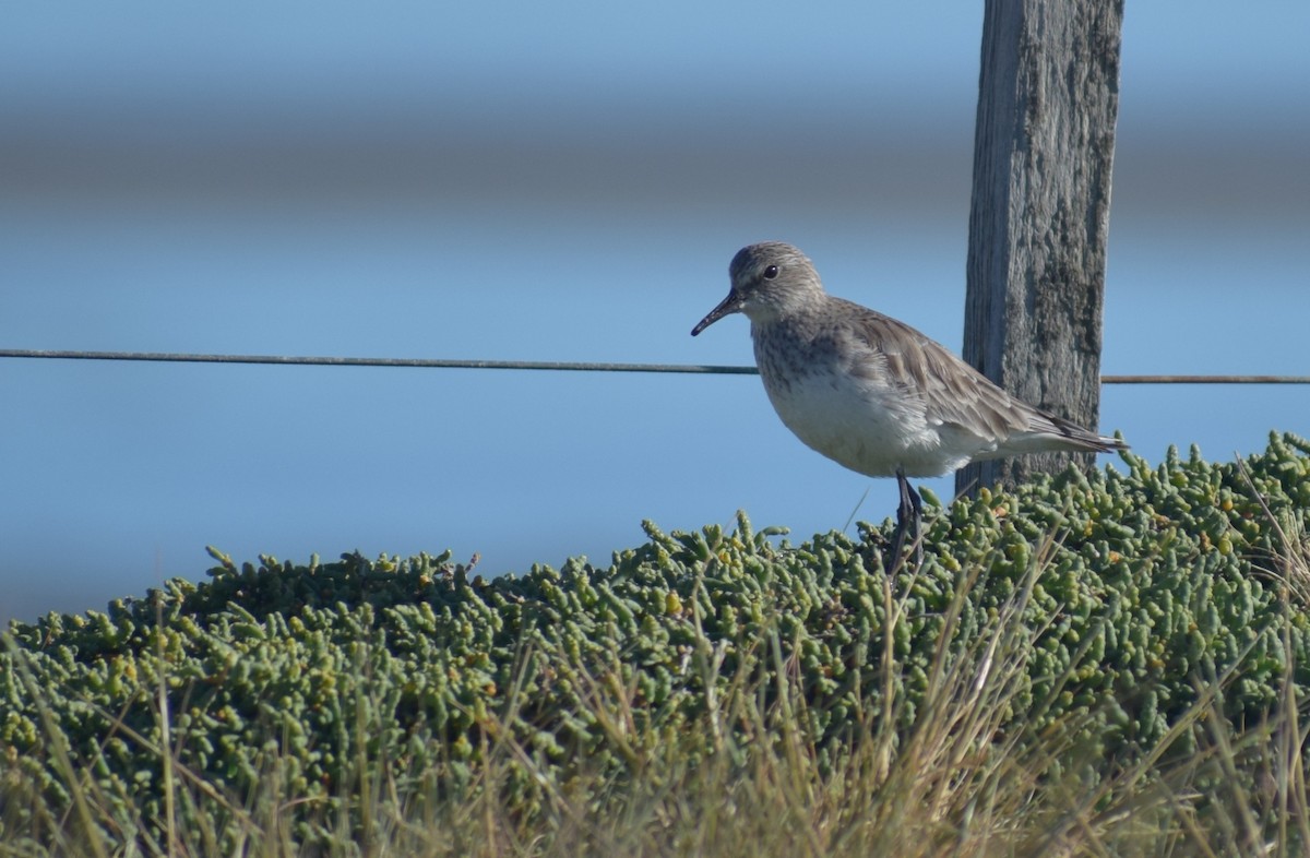 bonapartesnipe - ML647791150