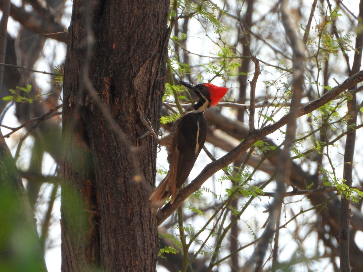 Picamaderos Listado - ML647791152