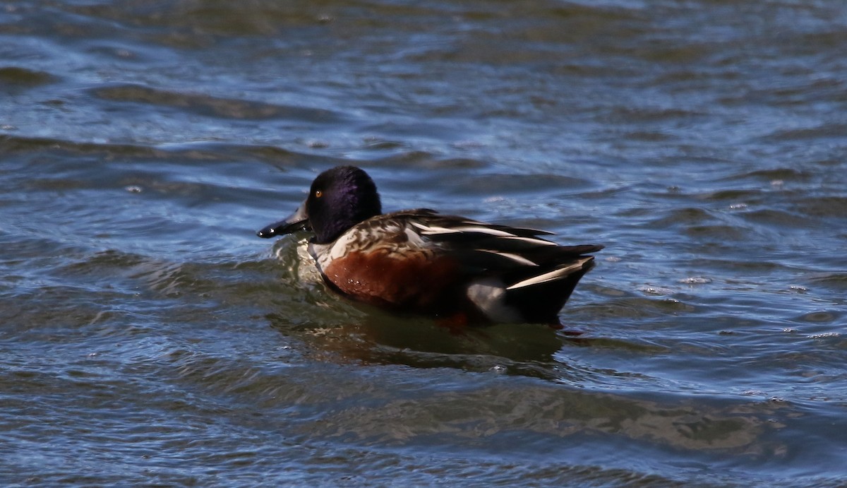 Cuchara Común - ML647791155