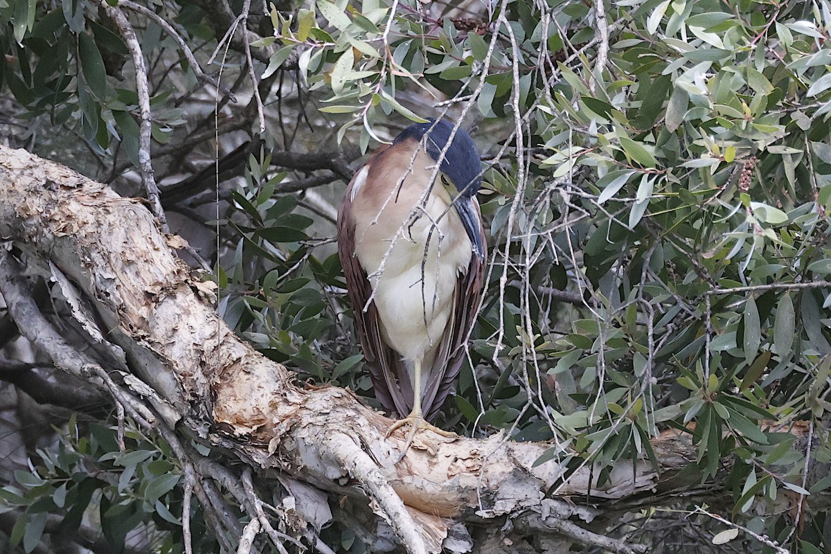 Martinete Canelo - ML647791156