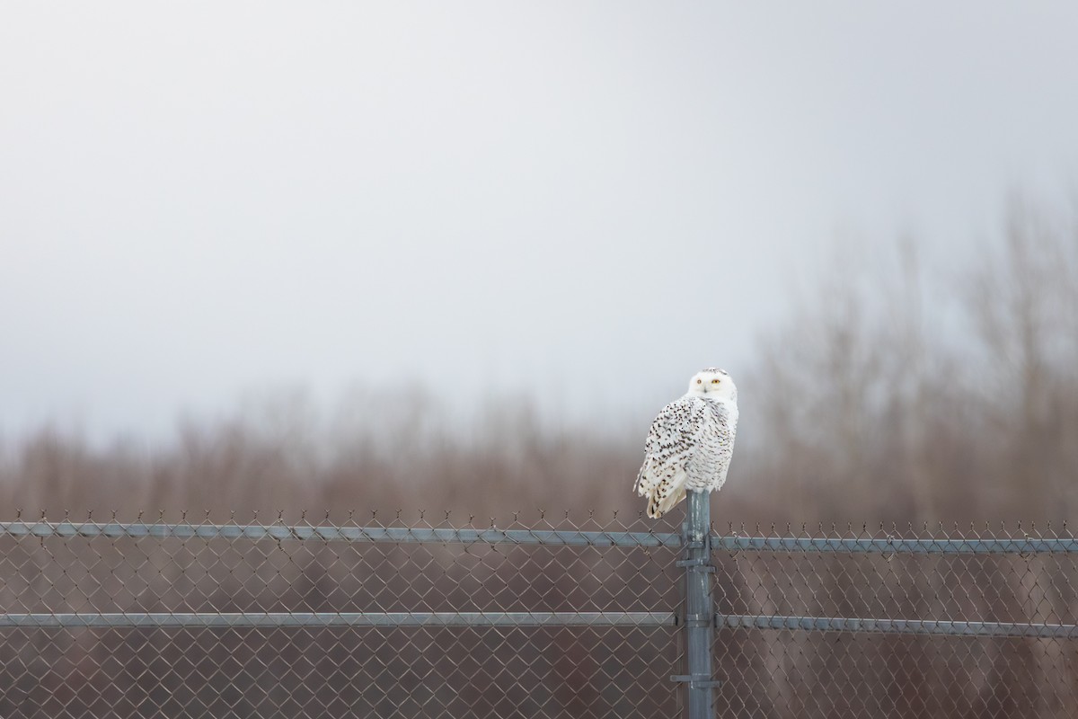 Búho Nival - ML647791157