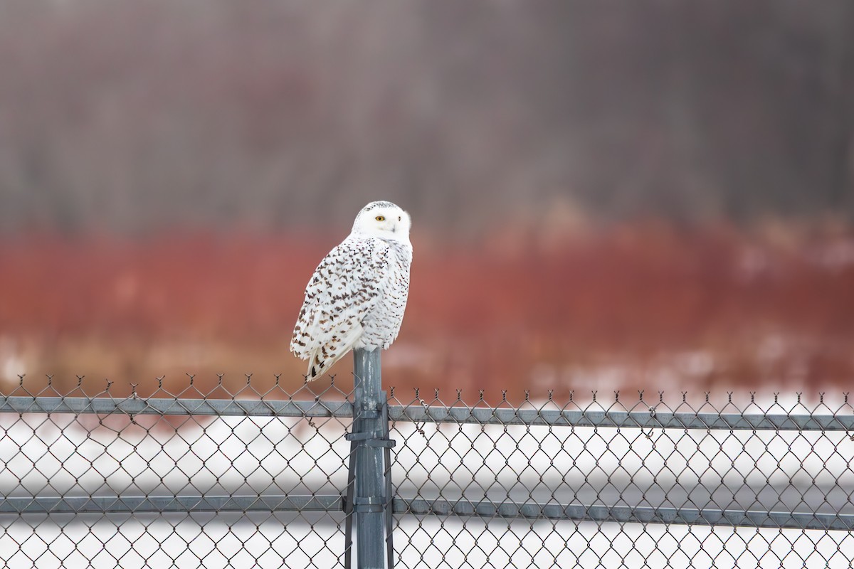 Búho Nival - ML647791159