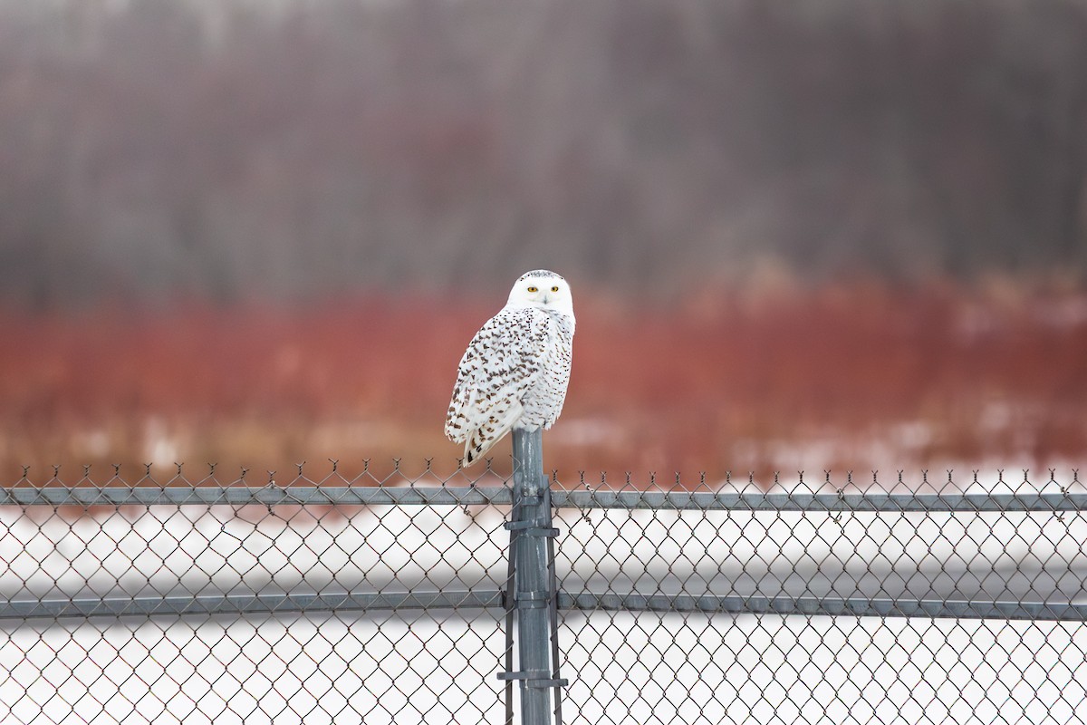 Búho Nival - ML647791160