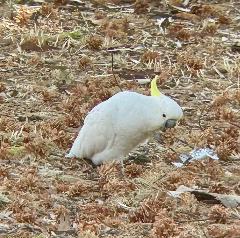 Cacatúa Galerita - ML647791161