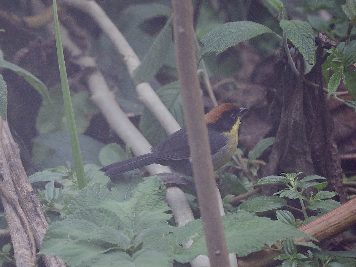 Atlapetes Pechiamarillo - ML647791162