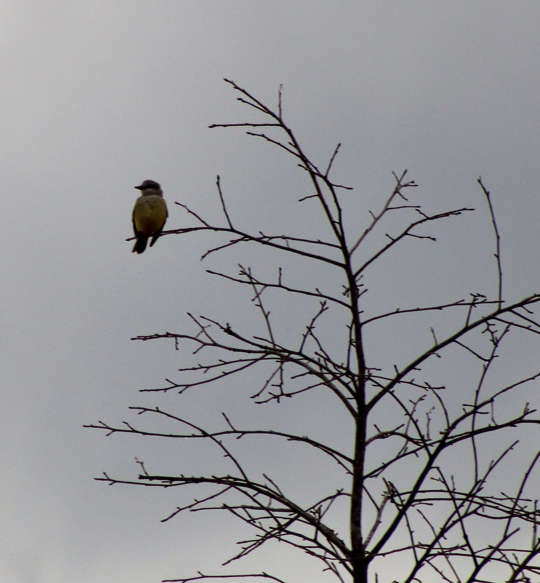 Western Kingbird - ML647791163