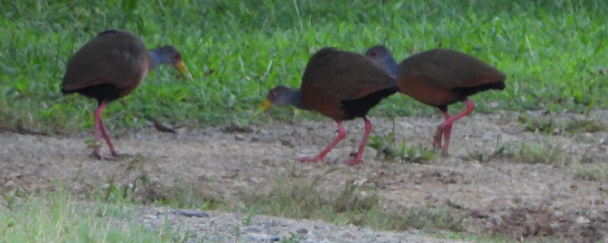 Cotara Chiricote - ML647791166