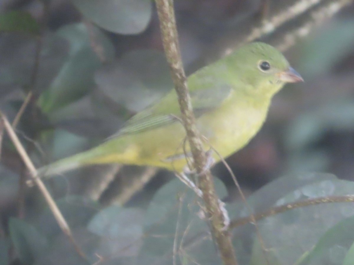 Azulillo Sietecolores - ML647791172