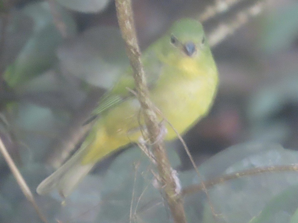 Azulillo Sietecolores - ML647791173