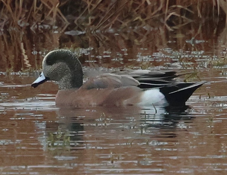 Silbón Americano - ML647791174
