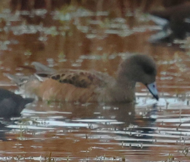Silbón Americano - ML647791175