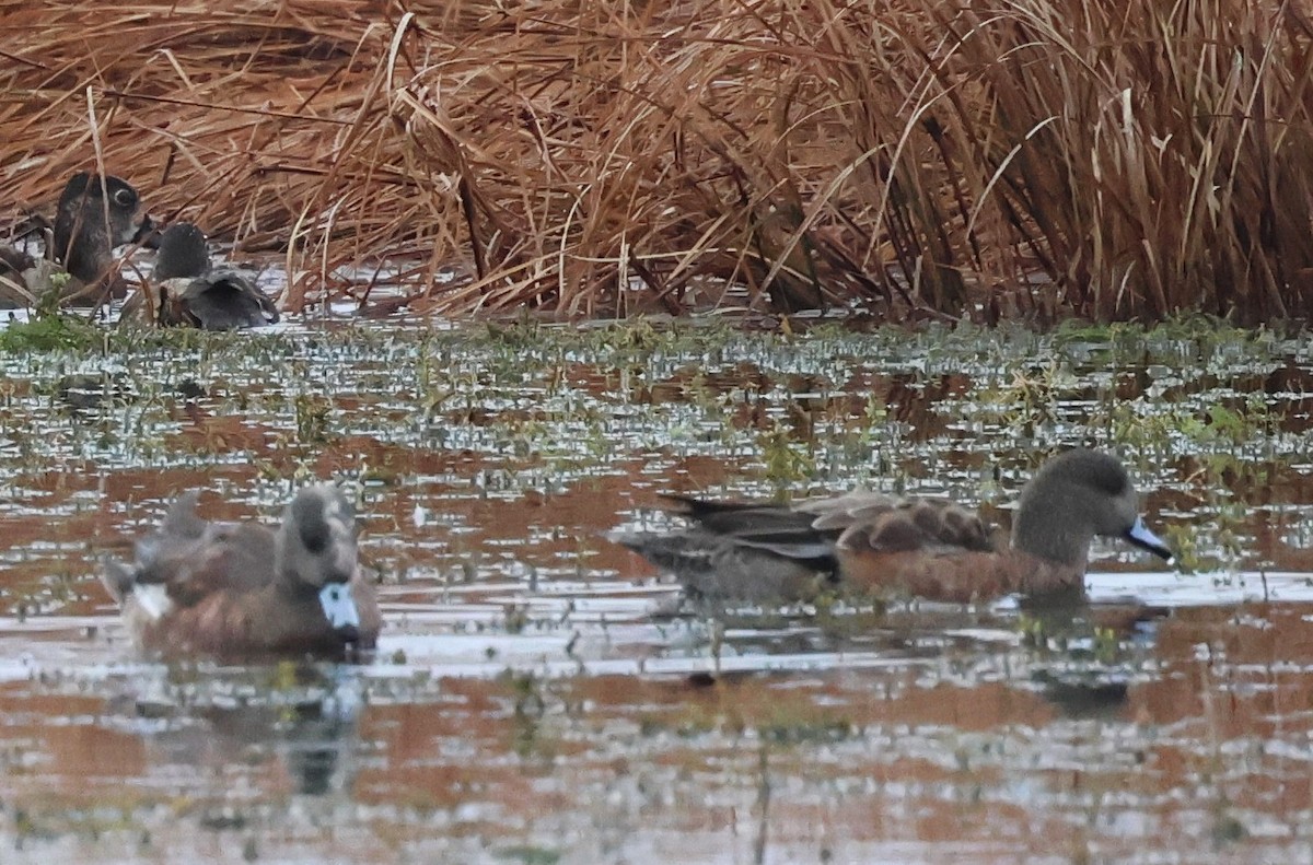 Silbón Americano - ML647791176