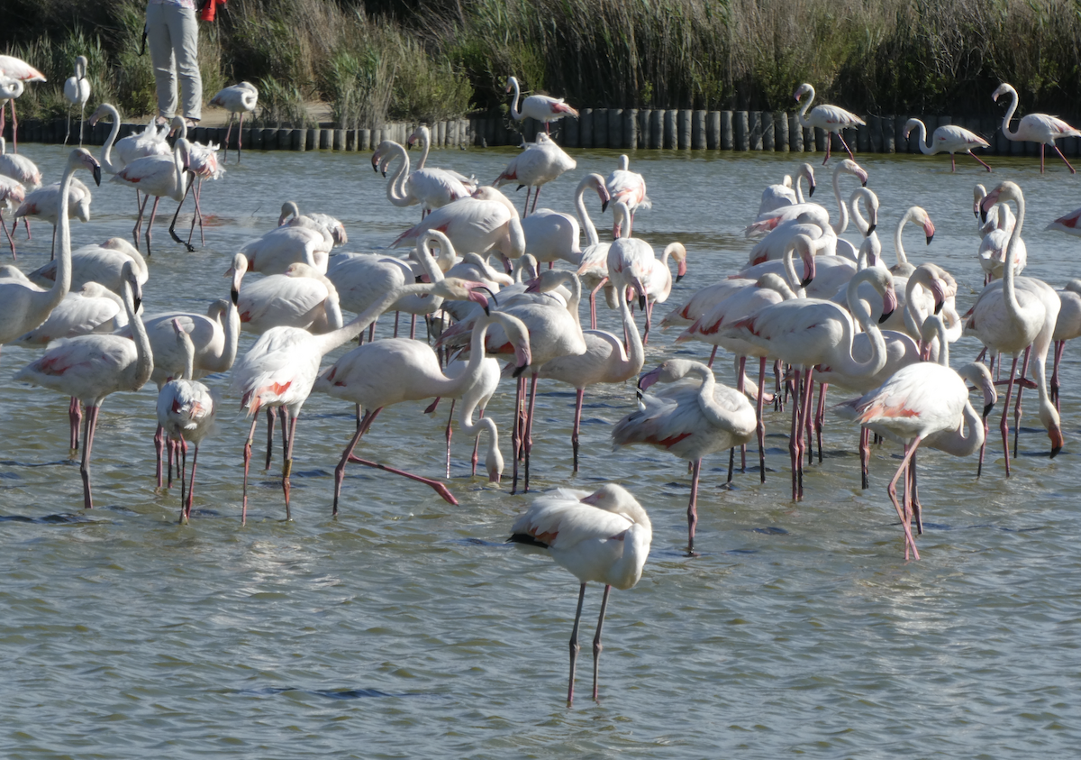 Flamenco Común - ML647791178