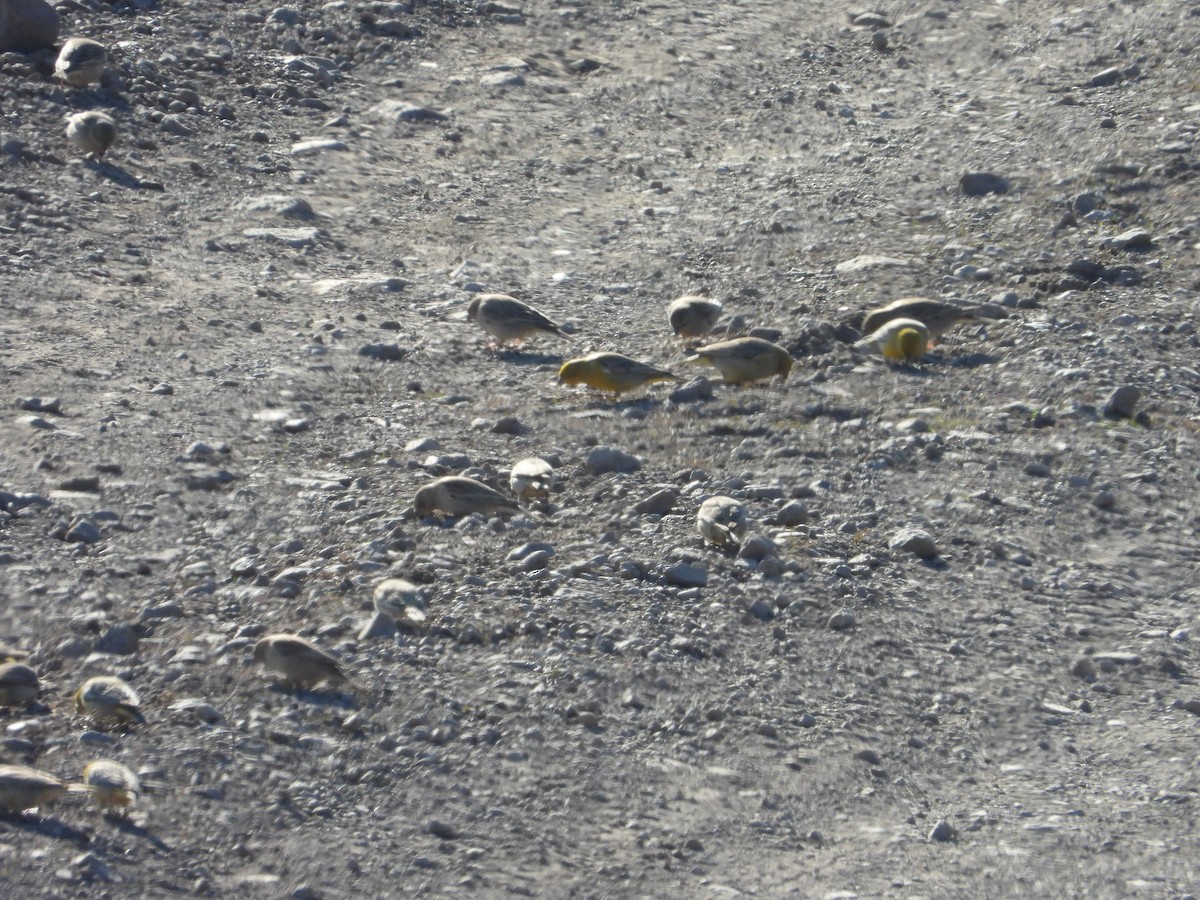 Chirigüe Grande - ML647791179