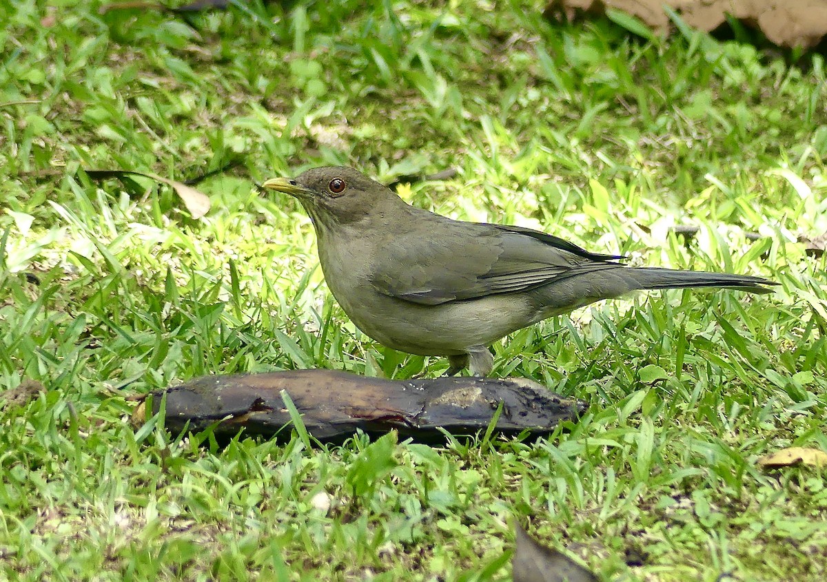 Zorzal Pardo - ML647791182