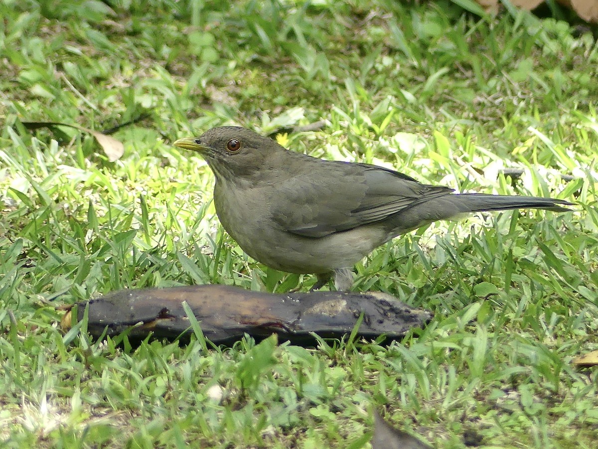 Zorzal Pardo - ML647791183