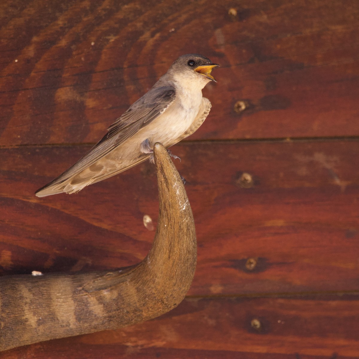 Avión Isabel Meridional - ML647791185