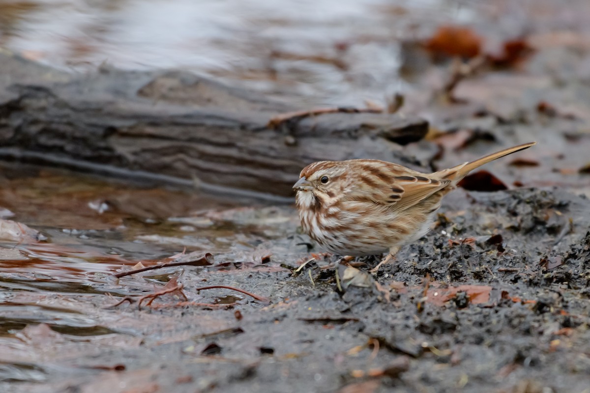 Chingolo Cantor - ML647791186