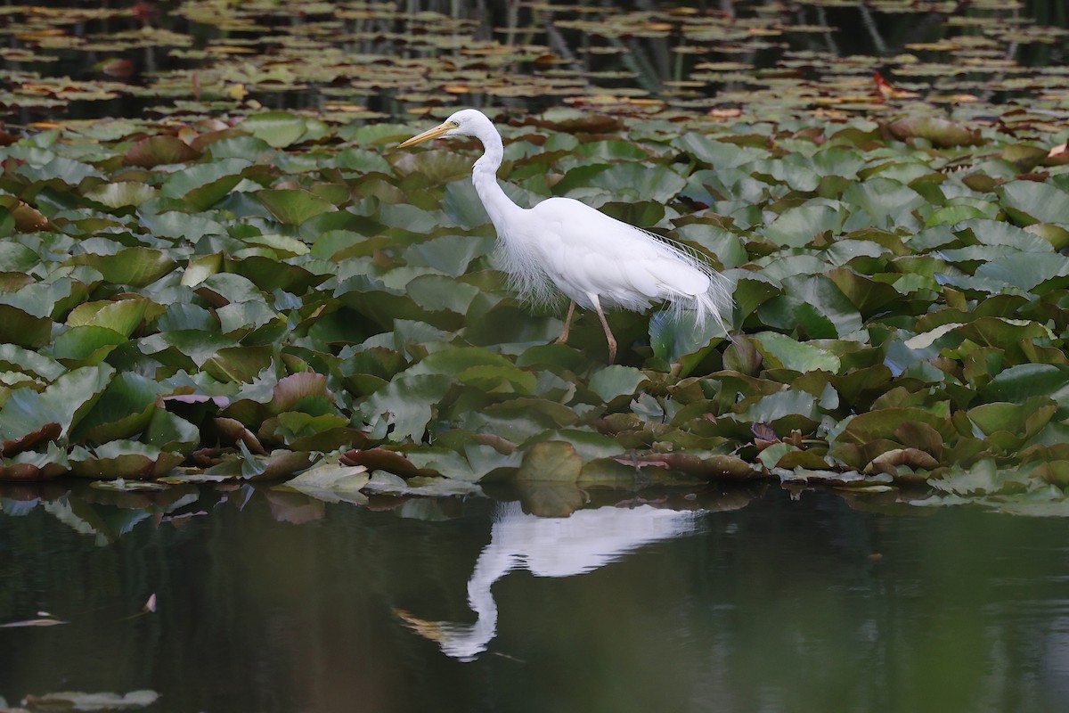 Garceta Plumífera - ML647791187