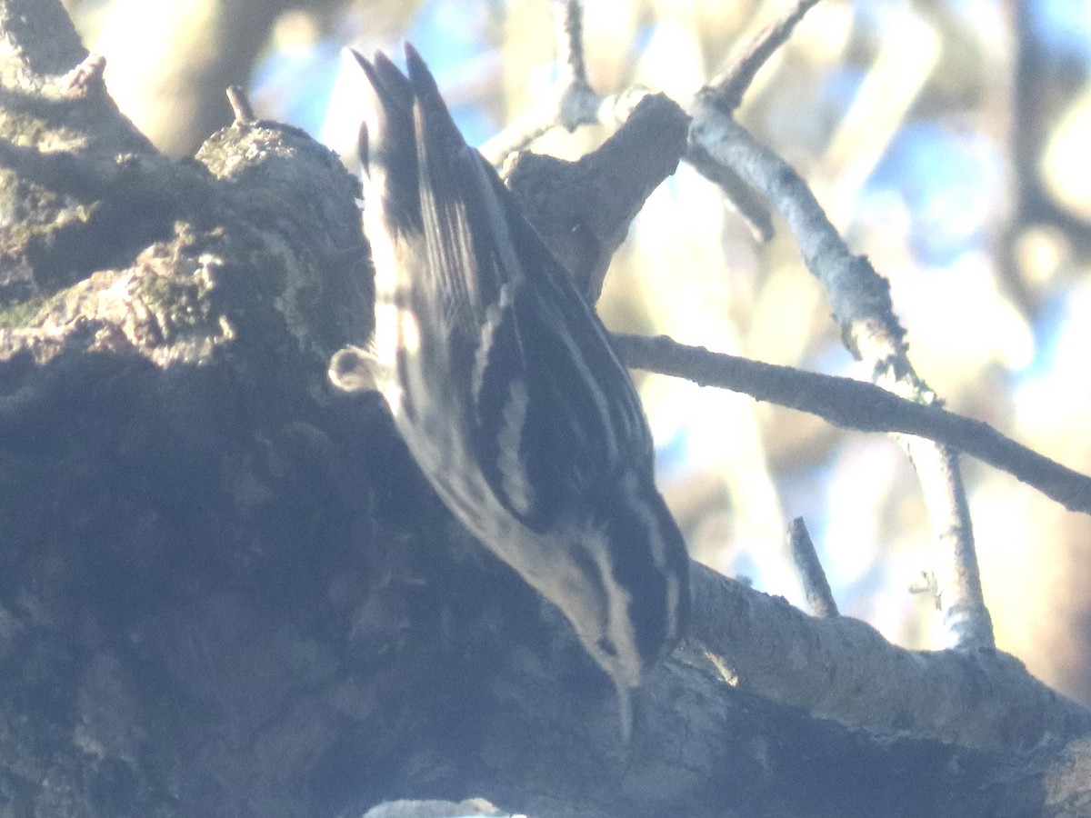 Reinita Trepadora - ML647791188