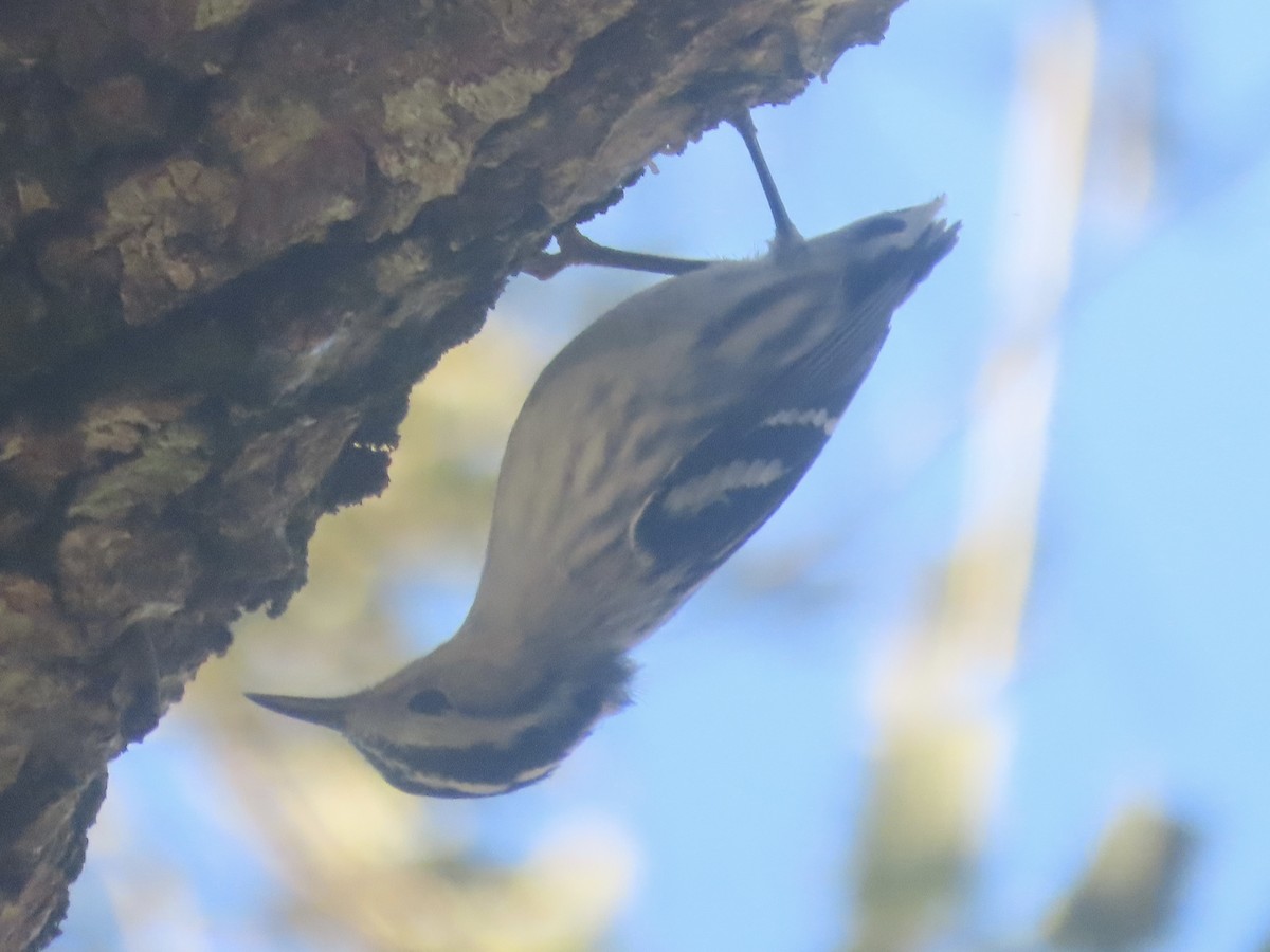 Reinita Trepadora - ML647791189