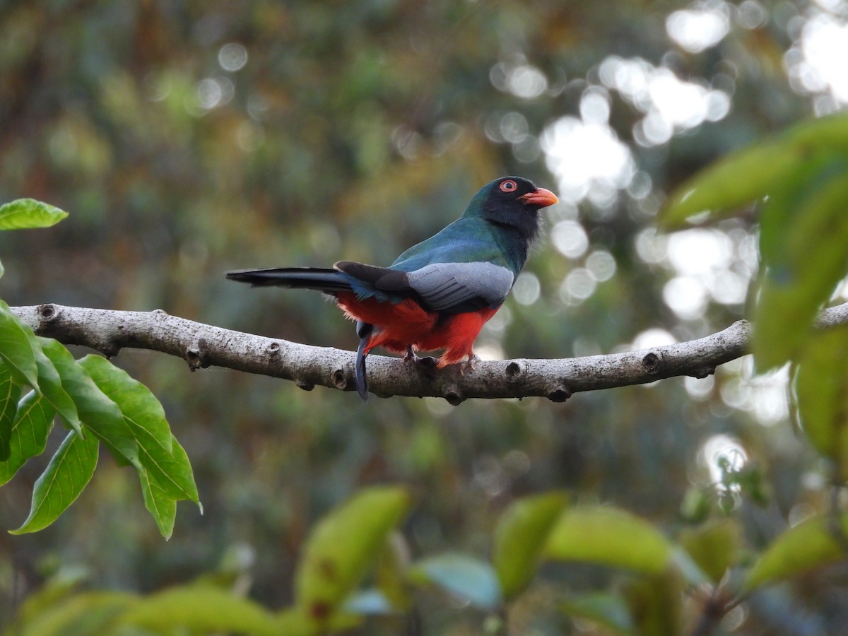 Trogón Grande - ML647791190