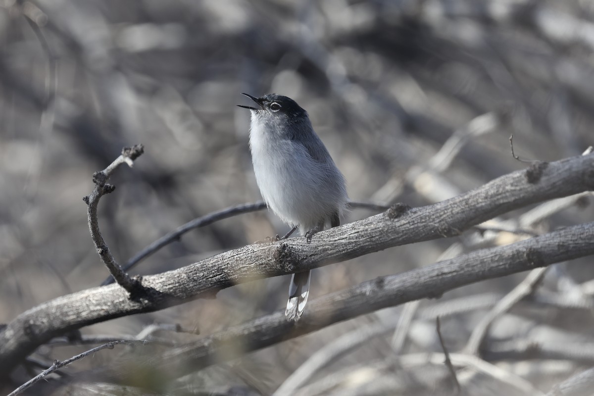 Perlita Colinegra - ML647791191