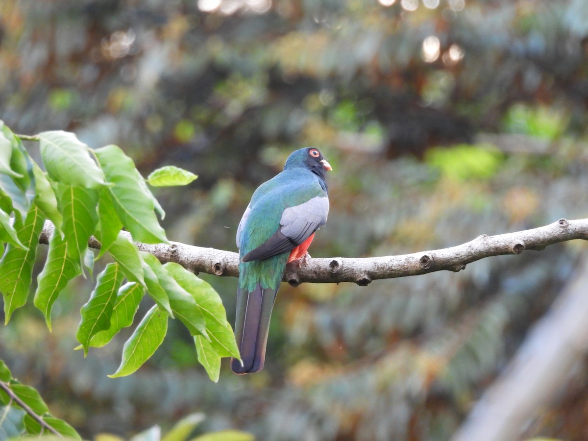 Trogón Grande - ML647791192