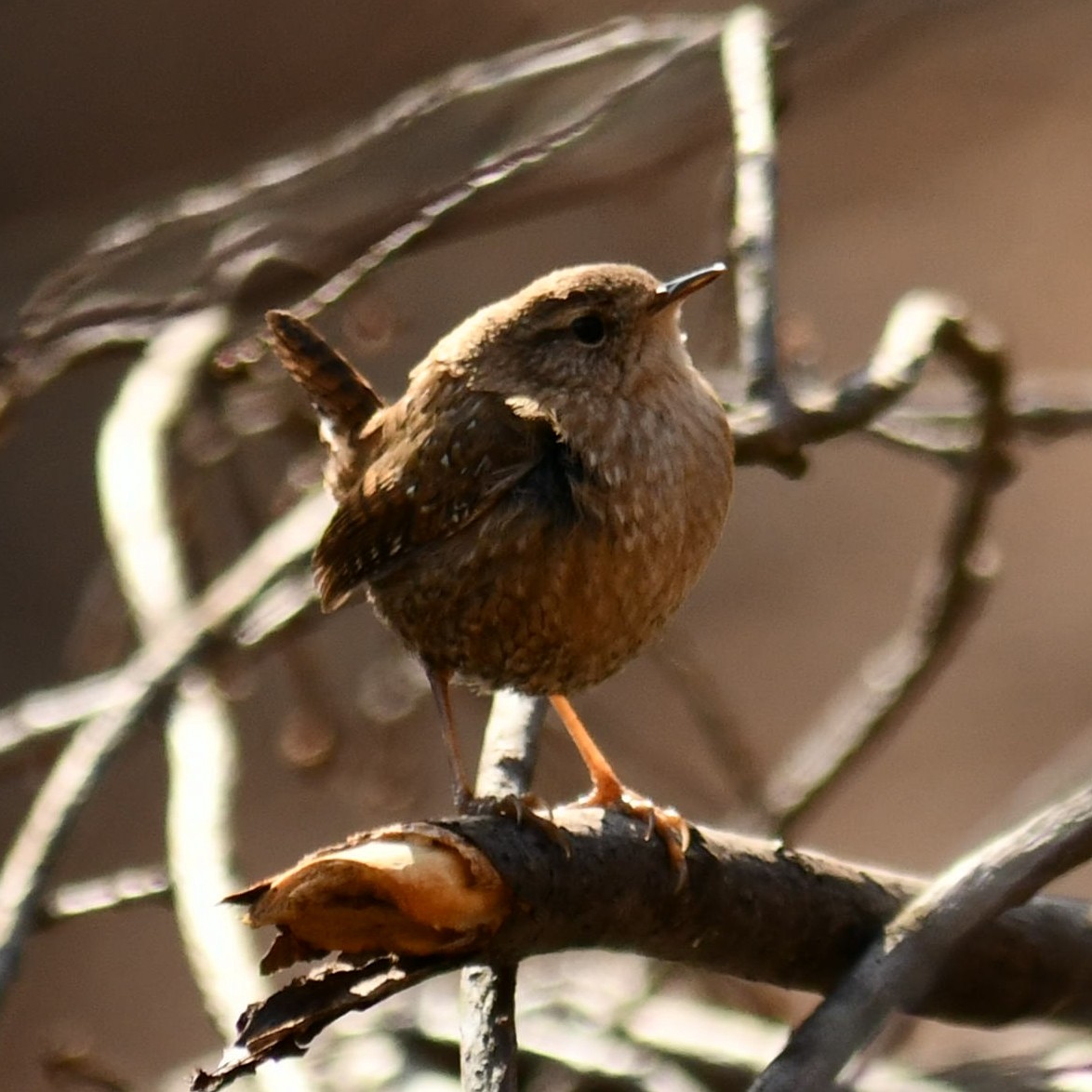 Winter Wren - ML647791213