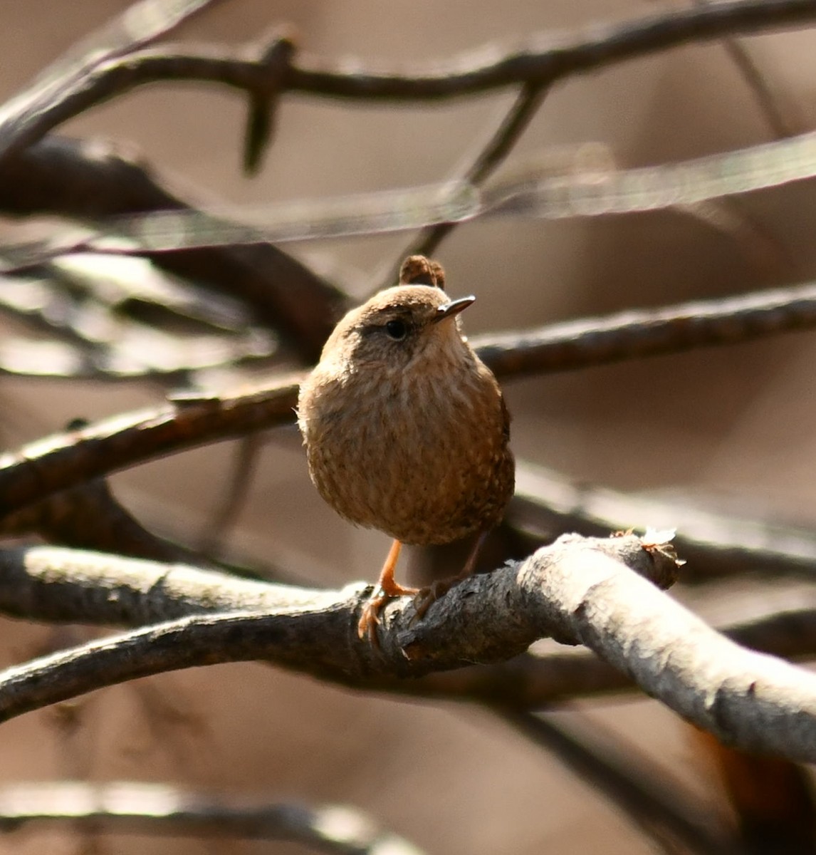 Winter Wren - ML647791214