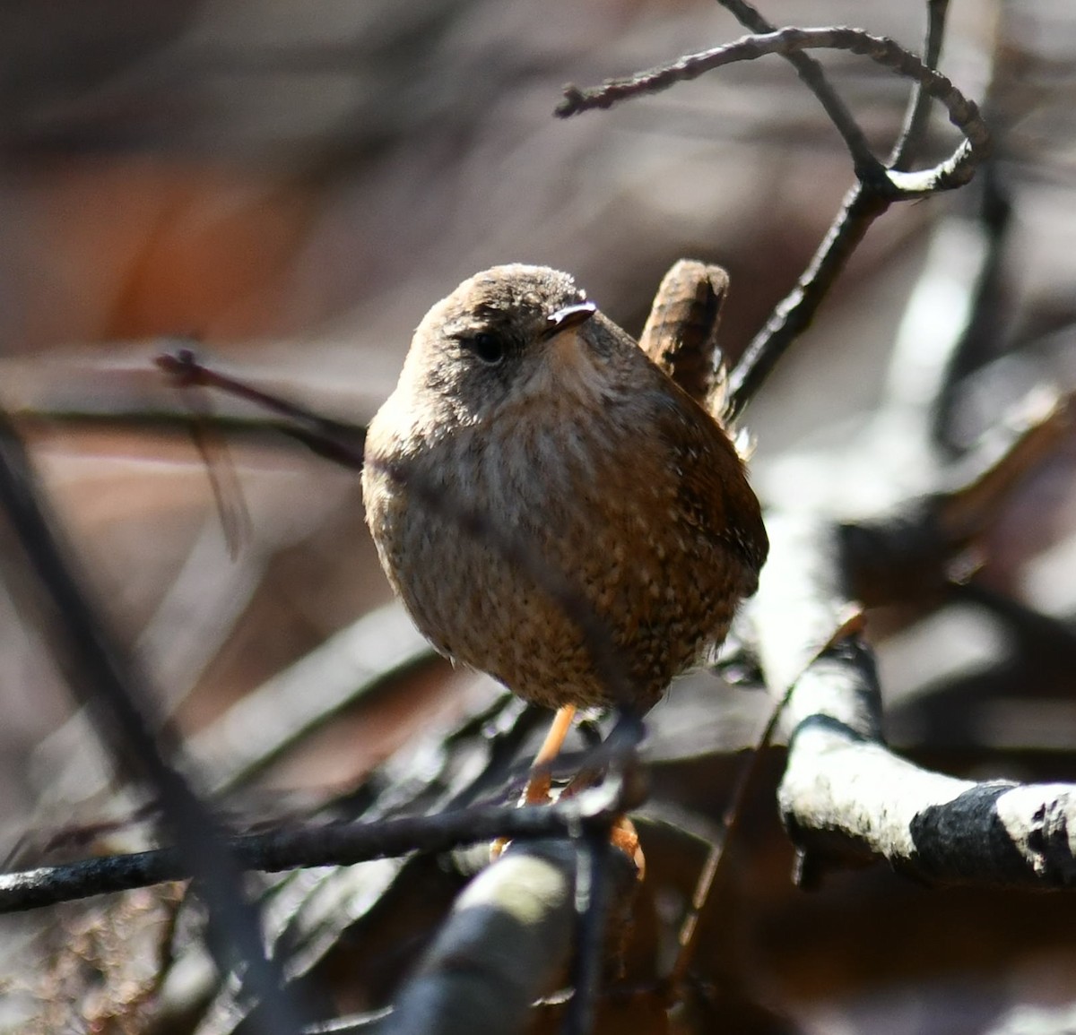 Winter Wren - ML647791215