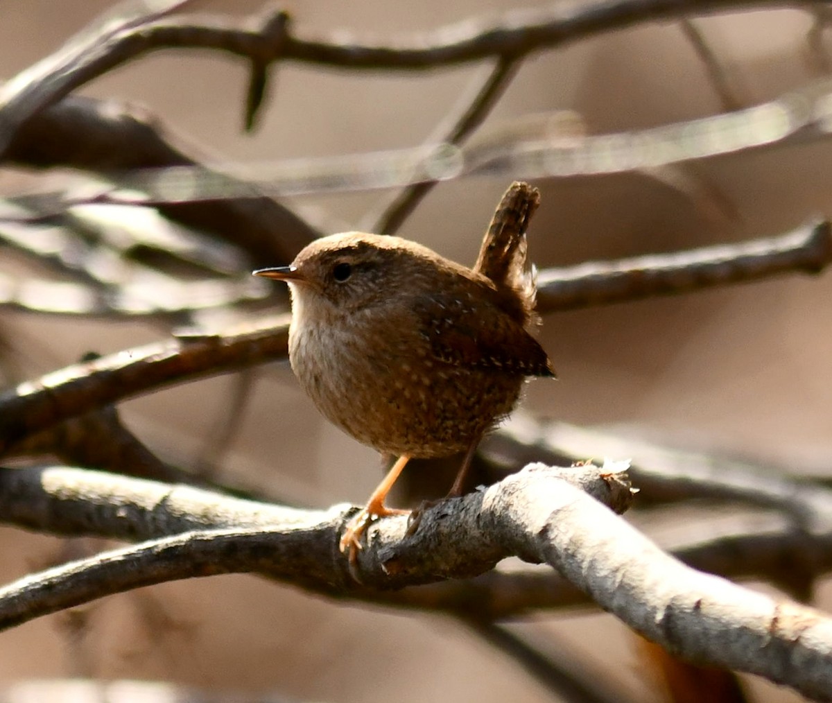 Winter Wren - ML647791216