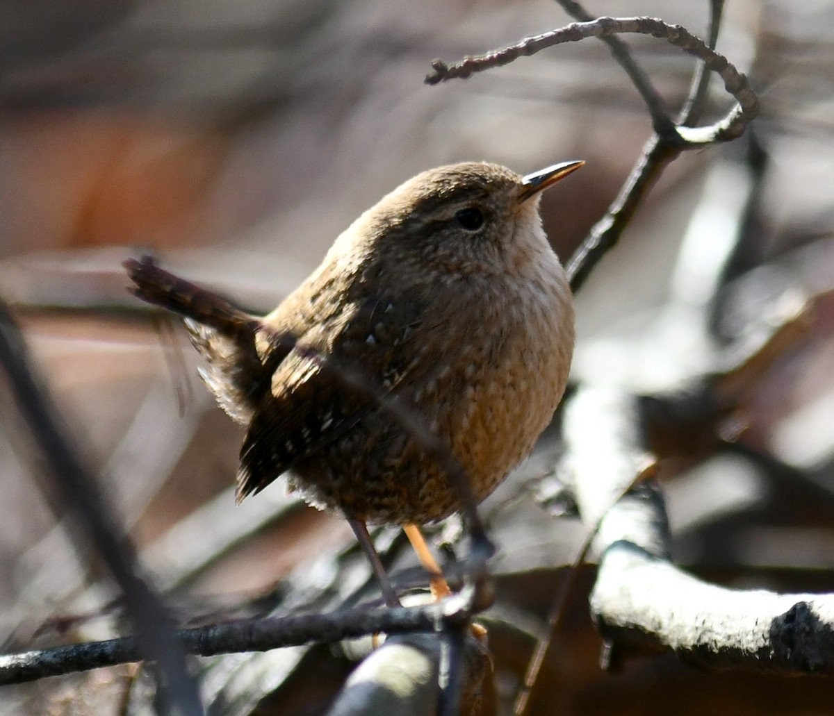 Winter Wren - ML647791218