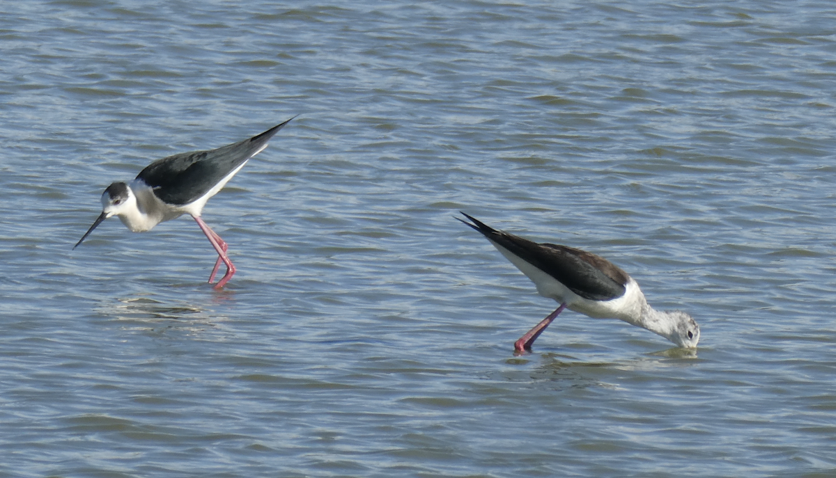 Black-winged Stilt - ML647791292