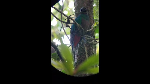 Resplendent Quetzal - ML647791296