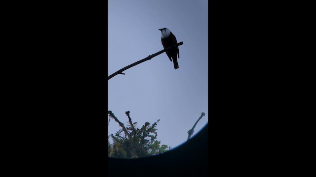 Three-wattled Bellbird - ML647791297