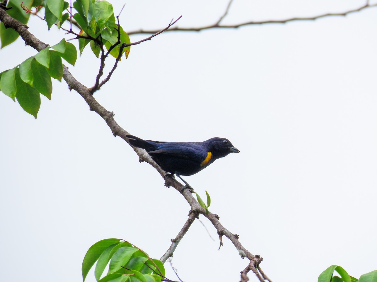 Golden-sided Euphonia - ML647791312