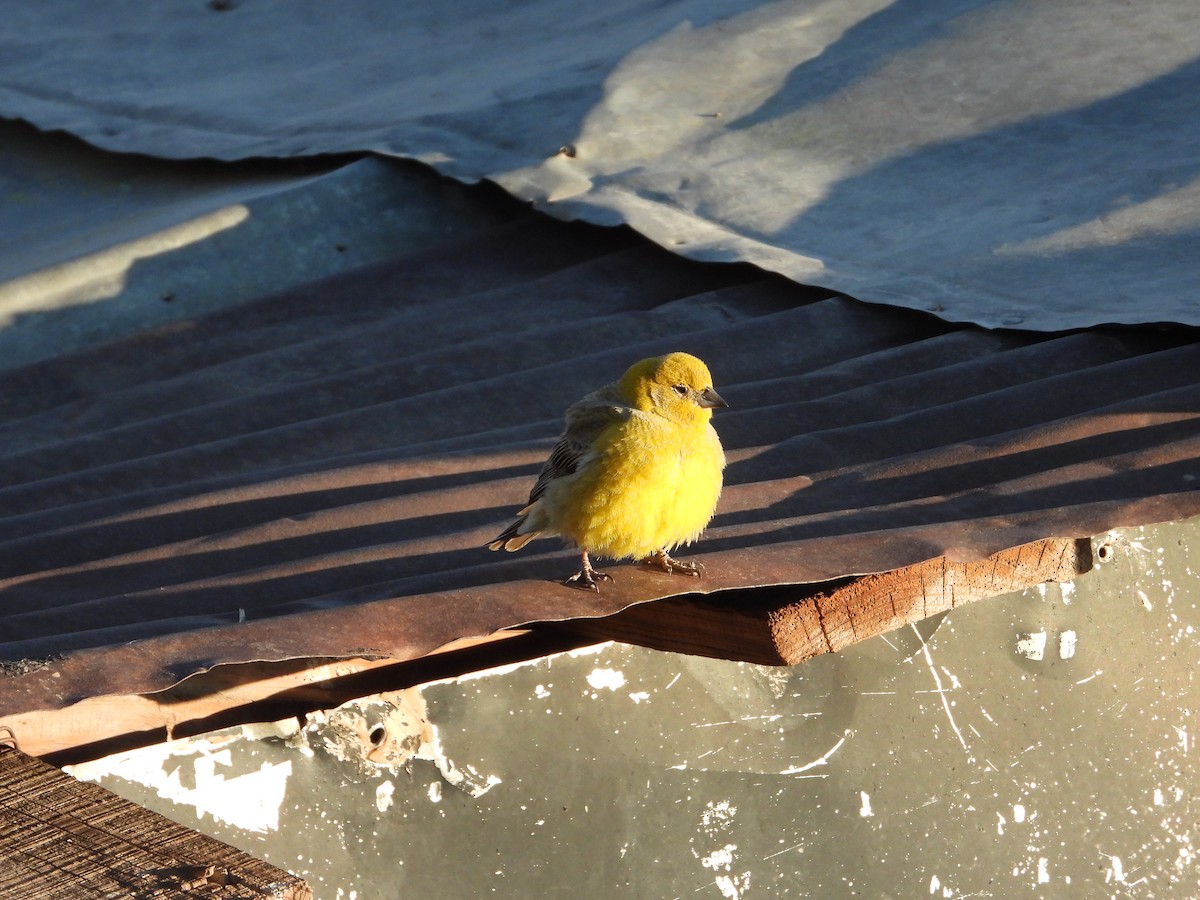 Greater Yellow-Finch - ML647791314