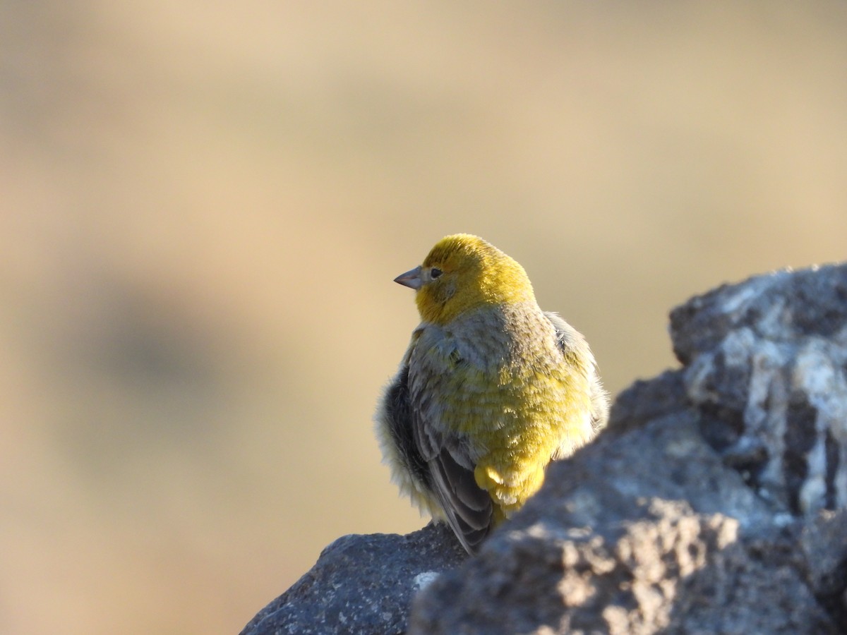 Greater Yellow-Finch - ML647791315