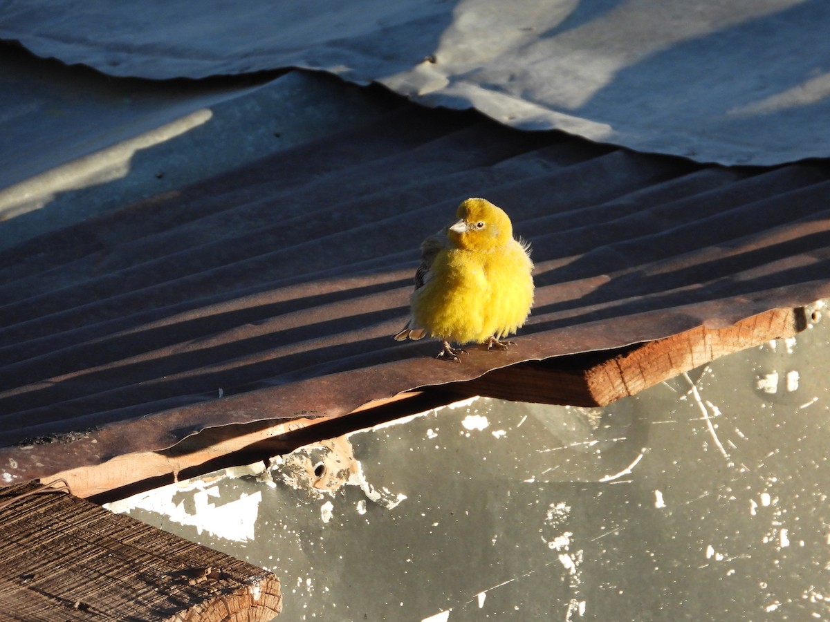 Greater Yellow-Finch - ML647791317