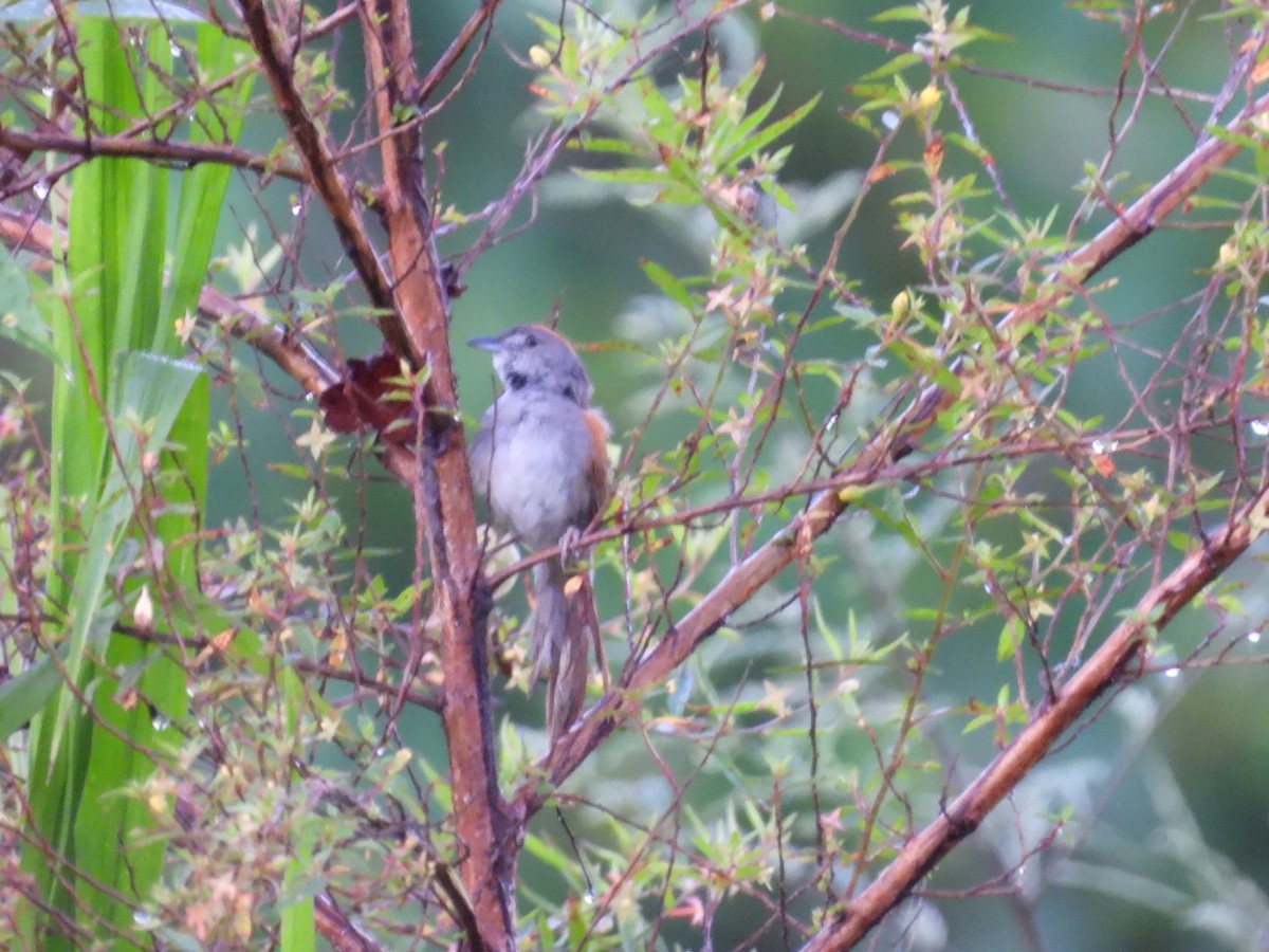 Pale-breasted Spinetail - ML647791325