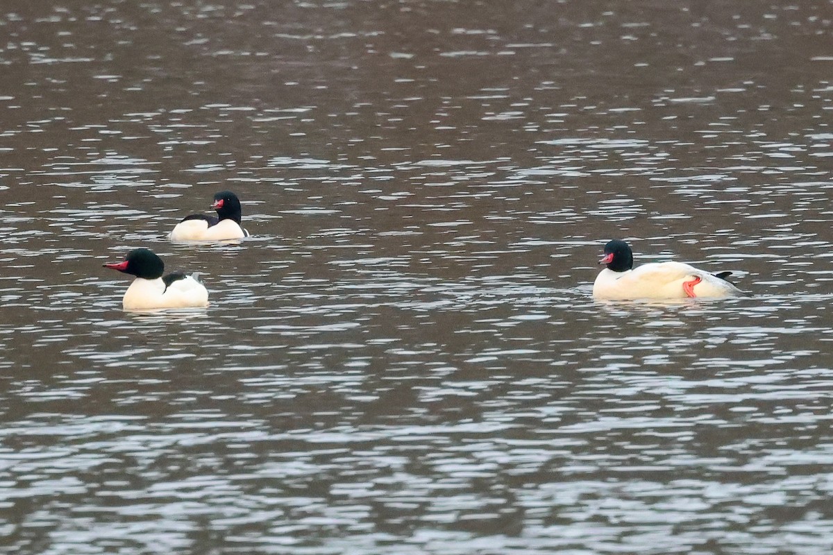 川秋沙 - ML647791326