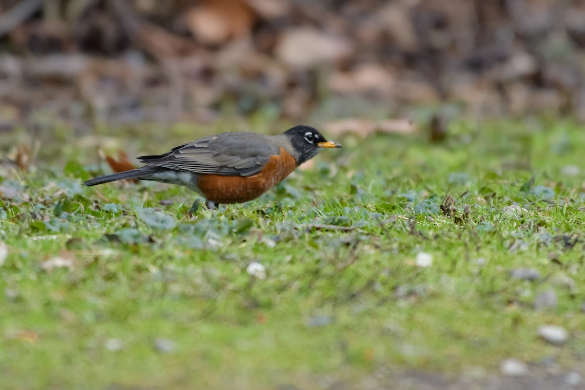 American Robin - ML647791328