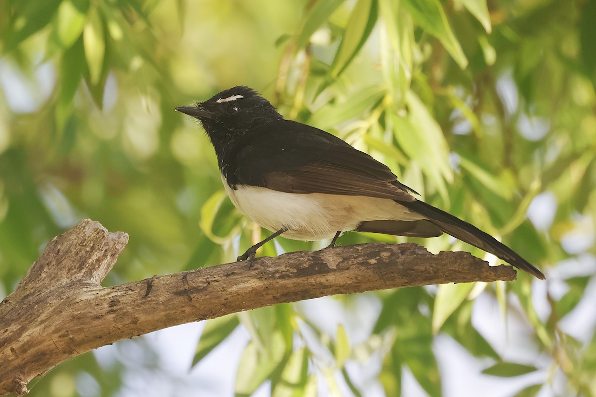 Willie-wagtail - ML647791329