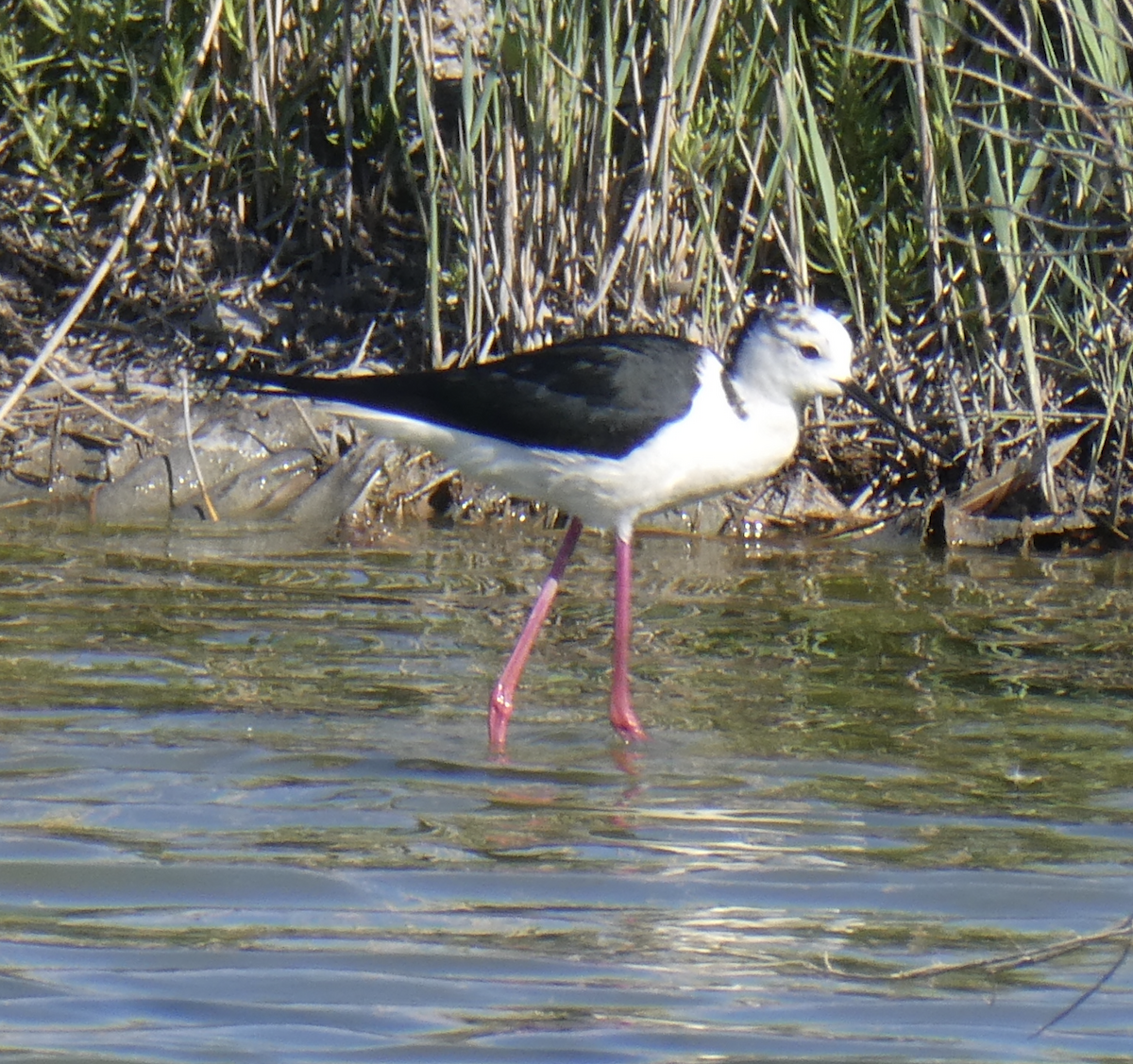 高蹺鴴 - ML647791330